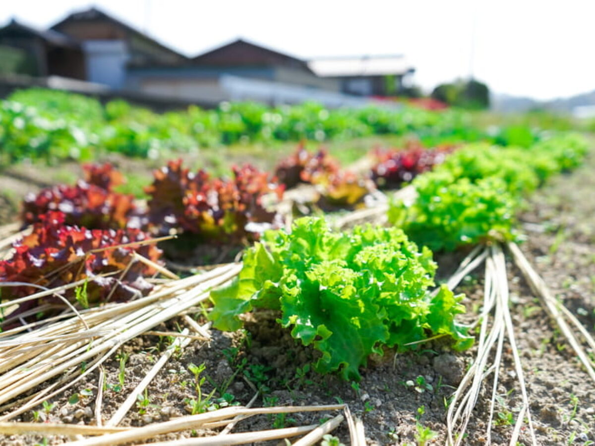 Sinais de Alerta: Sua Horta Está Pedindo Zinco? - inspiração 1