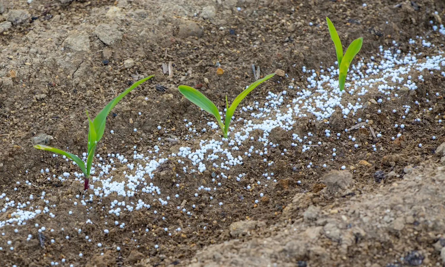 Identificando a Falta de Zinco: Sinais Claros na Folha do Milho - inspiração 1