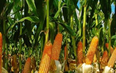 O Legado do Zinco: Impacto na Colheita e na Qualidade do Grão - inspiração 1