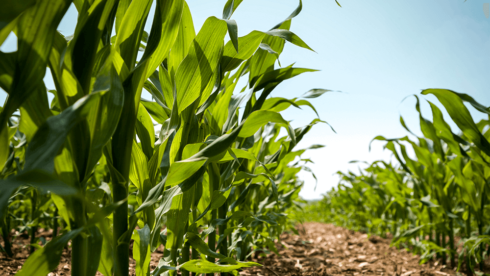 A Dosagem Perfeita: Quanto Usar Sem Exagerar - inspiração 1