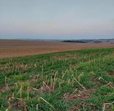 Zinco em Cobertura: Dando um Up na Planta em Crescimento - inspiração 1
