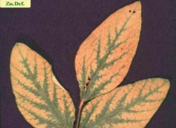 Monitorando a Saúde das Plantas Após a Adubação Foliar de Zinco - inspiração 2