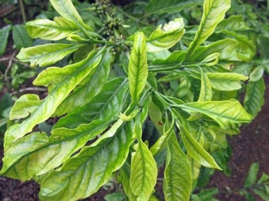 Sinais Claros de Deficiência de Zinco no Folhagem - inspiração 2