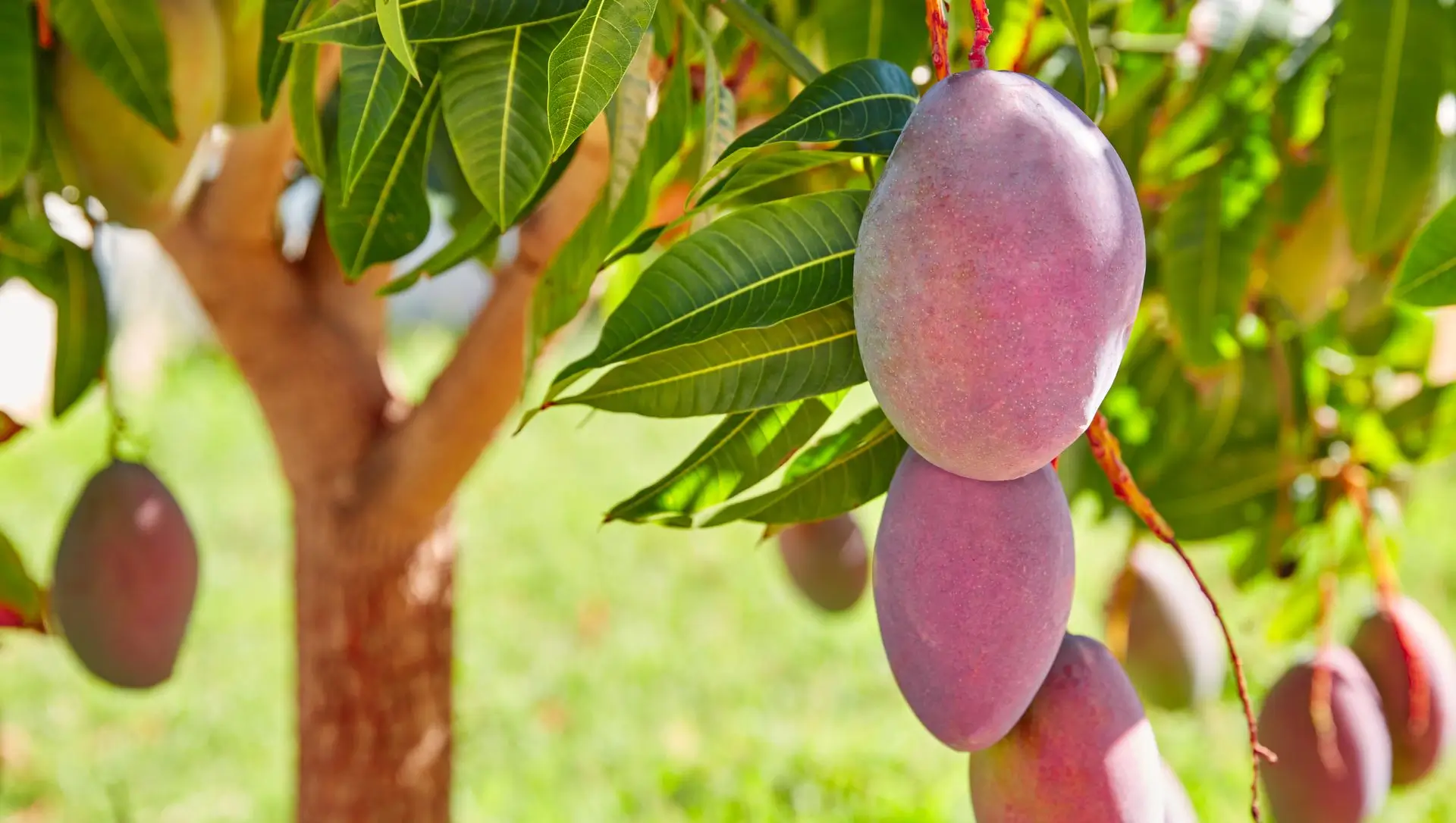 Os Melhores Adubos Orgânicos para Cada Fase da Planta - inspiração 1