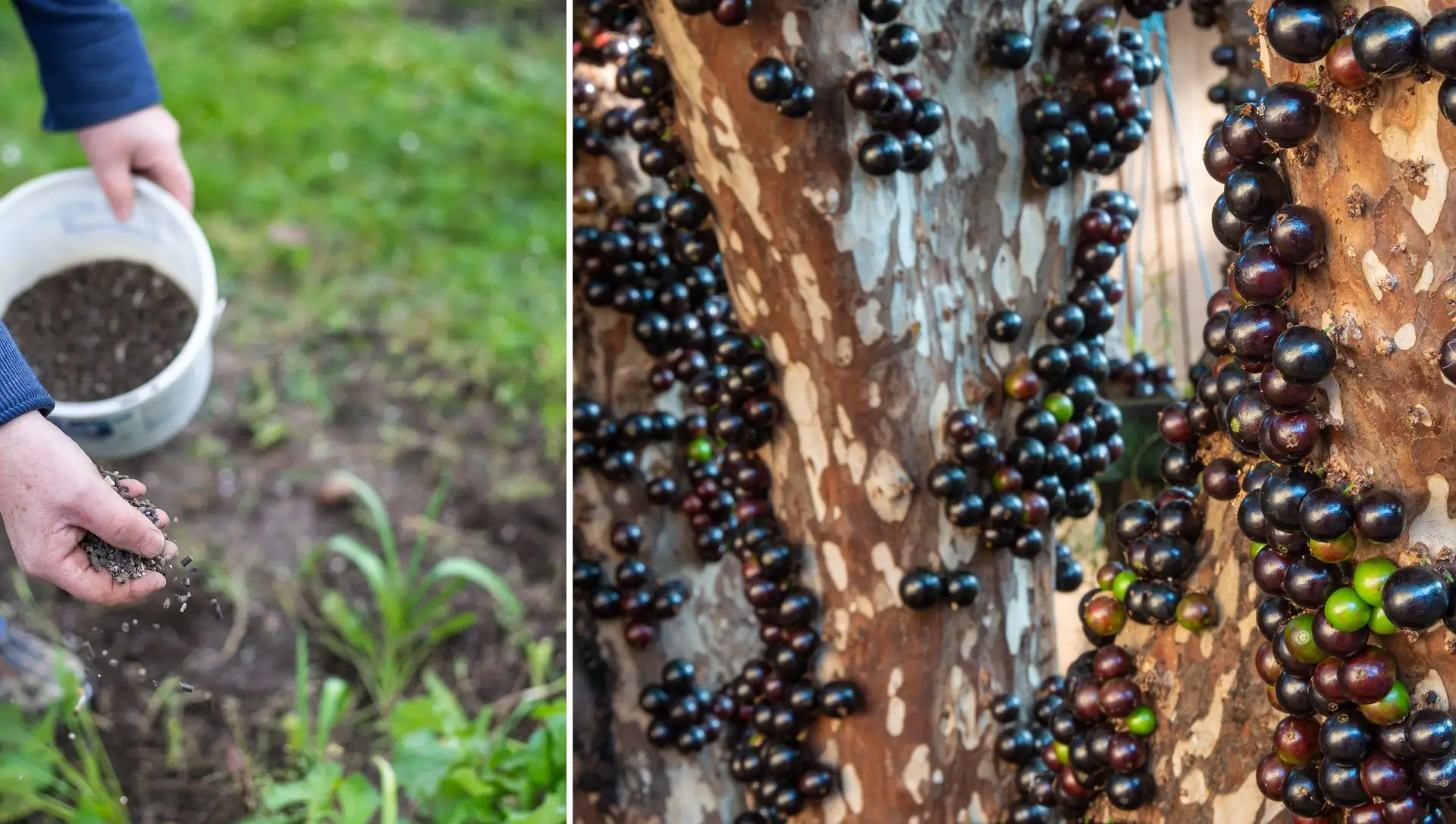 Como Preparar e Aplicar o Composto Orgânico Perfeito - inspiração 1
