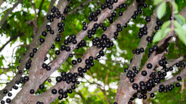 Como Preparar e Aplicar o Composto Orgânico Perfeito - inspiração 2