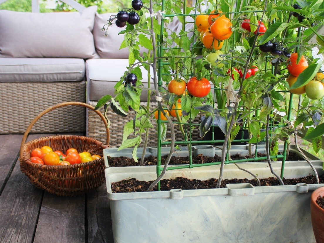 Adubos Caseiros: Aproveitando o que Você Já Tem em Casa - inspiração 2