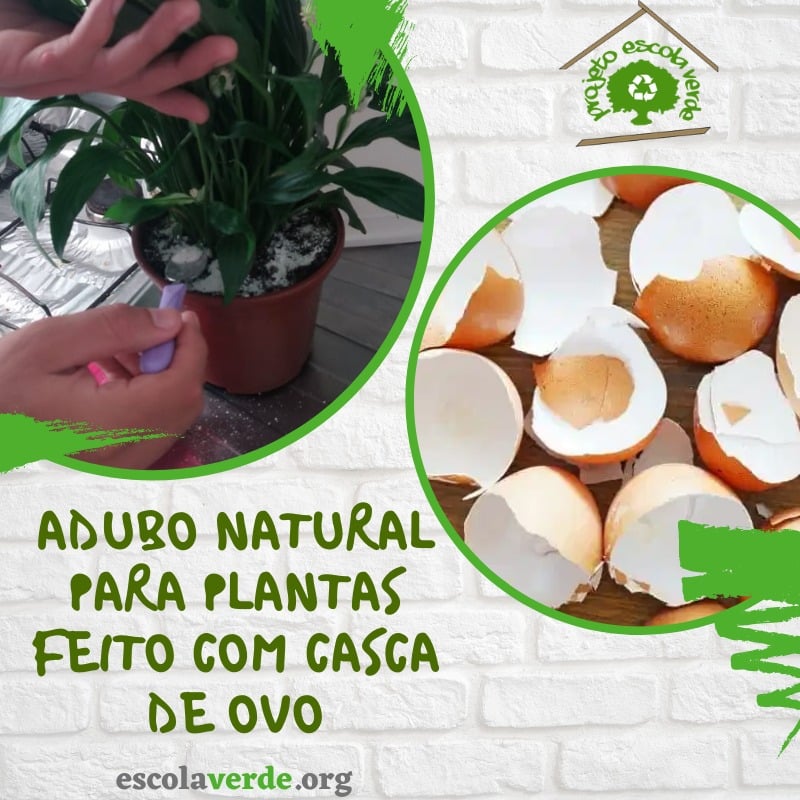 Preparando Suas Cascas de Ovo: Limpeza e Trituração Essenciais - inspiração 2