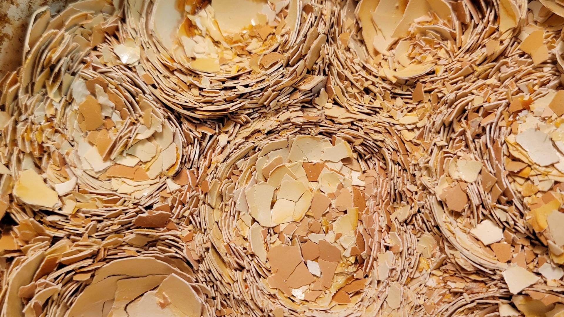 Frequência Ideal: Quando Reaplicar o Adubo de Casca de Ovo - inspiração 2