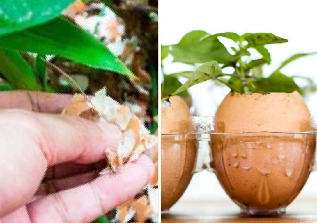 Adubo Direto no Solo: Como e Quando Aplicar Cascas Trituradas - inspiração 2