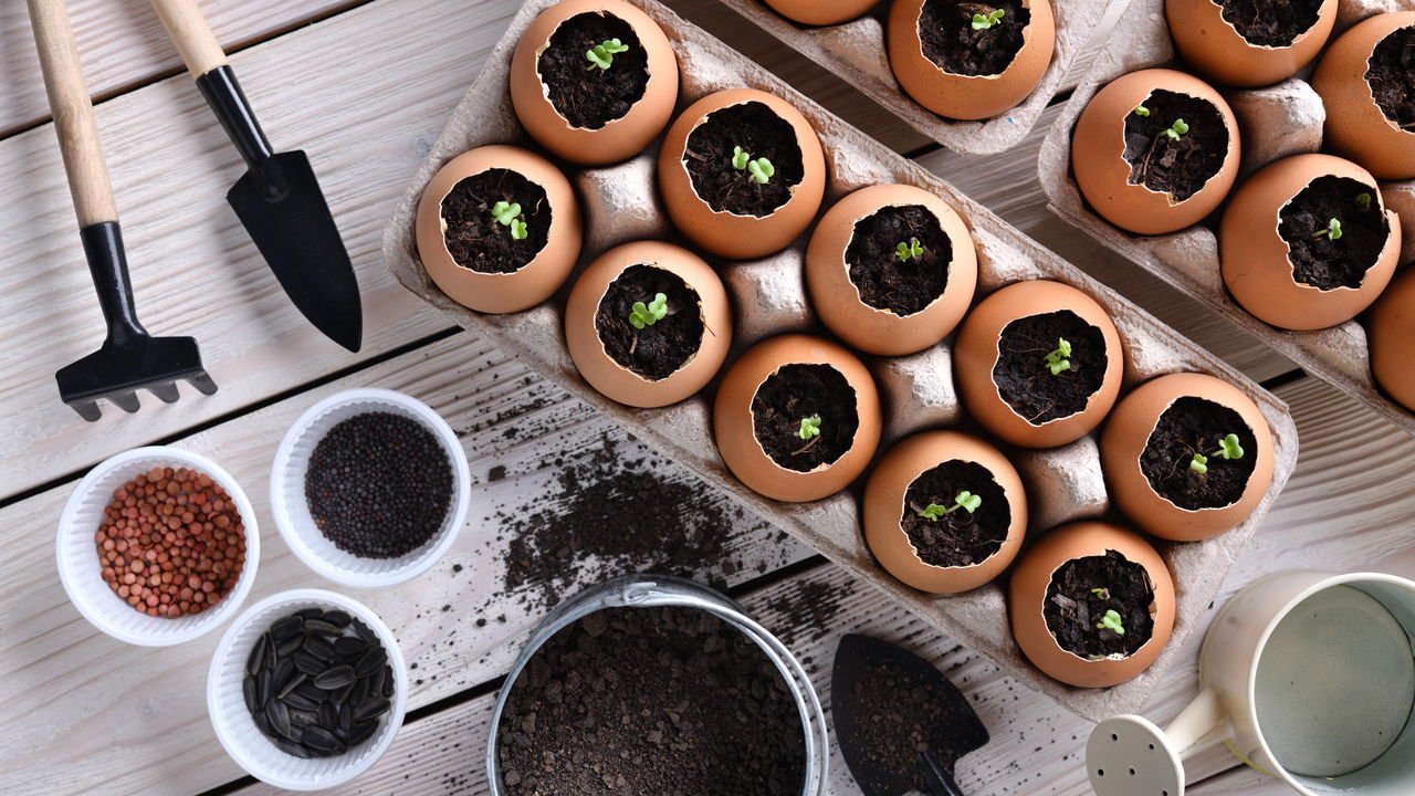 Compostagem com Cascas de Ovo: Um Impulso Extra de Nutrientes - inspiração 1