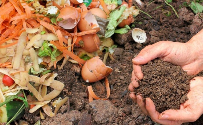 A Ciência por Trás: O Que Torna as Cascas de Ovo Tão Benéficas - inspiração 2
