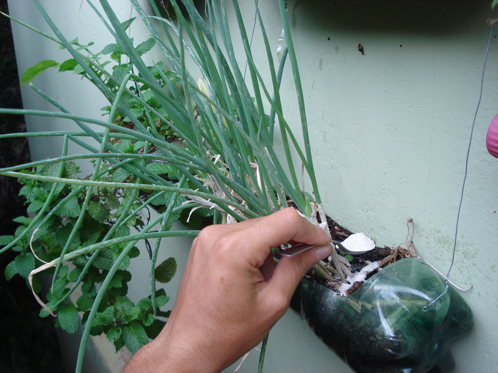 Plantas que Mais Amam Cascas de Ovo: Quais São as Favoritas? - inspiração 1