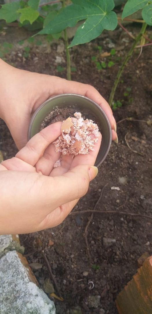 Plantas que Mais Amam Cascas de Ovo: Quais São as Favoritas? - inspiração 2