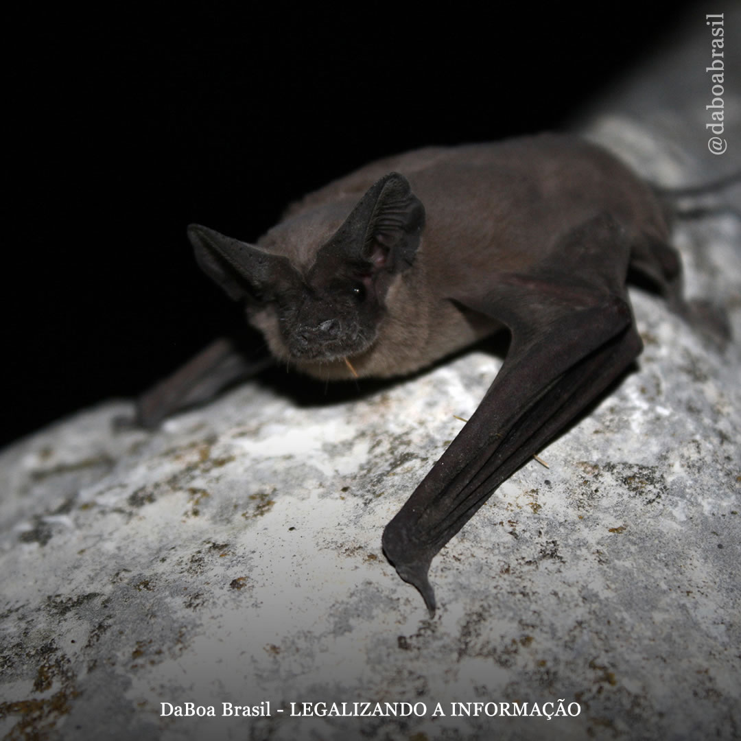 Fortalece a Resistência Natural contra Pragas e Doenças - inspiração 1