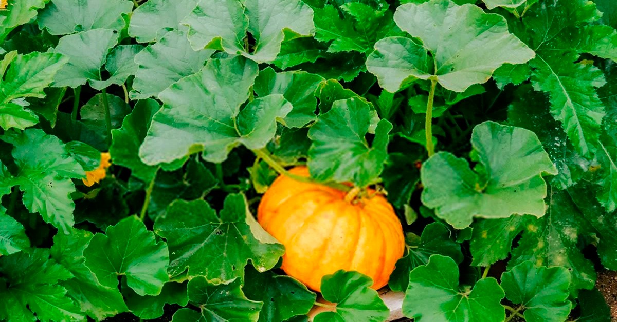 Entendendo o Ciclo da Abóbora e suas Demandas Nutricionais - inspiração 2