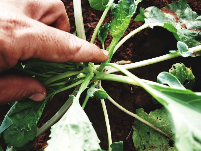 Adubação Orgânica: O Segredo da Natureza para Folhas Robustas - inspiração 2