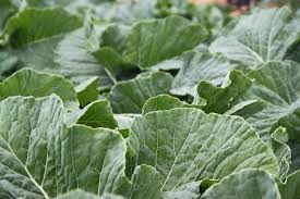 Controle de pH: A Base para a Absorção Eficiente dos Nutrientes - inspiração 1