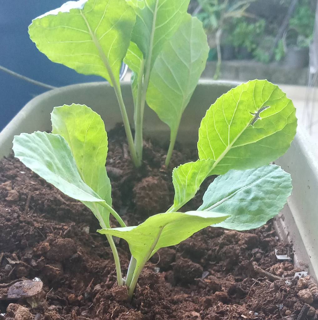 Húmus de Minhoca: Nutrição Completa e Liberação Lenta para o Desenvolvimento Ideal - inspiração 2