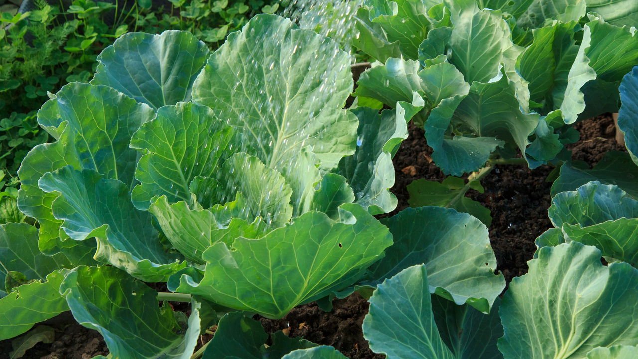 Farinha de Ossos: Fósforo e Cálcio para Estrutura e Vitalidade - inspiração 1