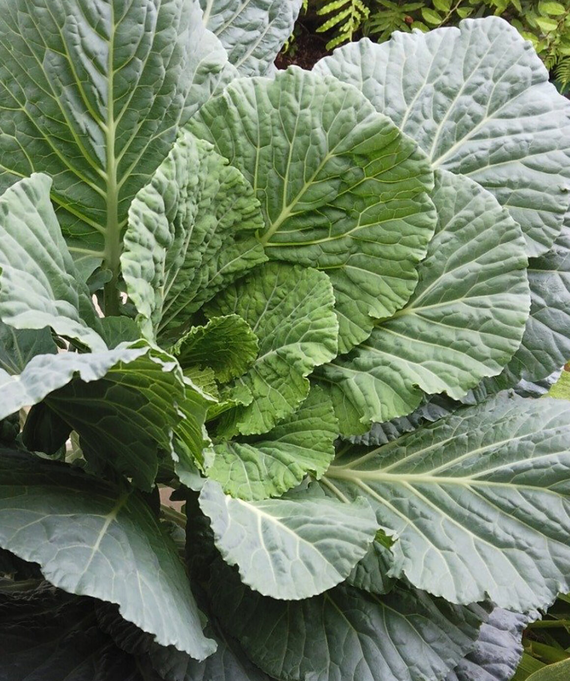 Torta de Mamona: Um Clássico Eficaz para Nutrição Equilibrada - inspiração 1