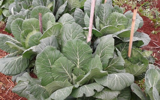 Adubos Verdes: O Poder da Natureza para Renovar e Nutrir o Solo - inspiração 1