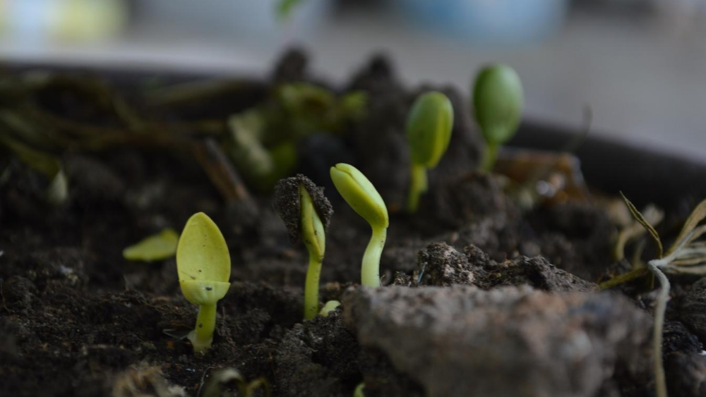 Urina de Vaca Diluída: Um Potencializador Rico em Nitrogênio (Com Cautela!) - inspiração 1