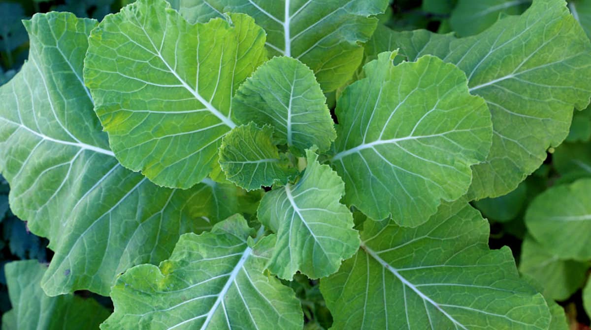 NPK: A Fórmula Química Essencial para um Crescimento Acelerado - inspiração 2