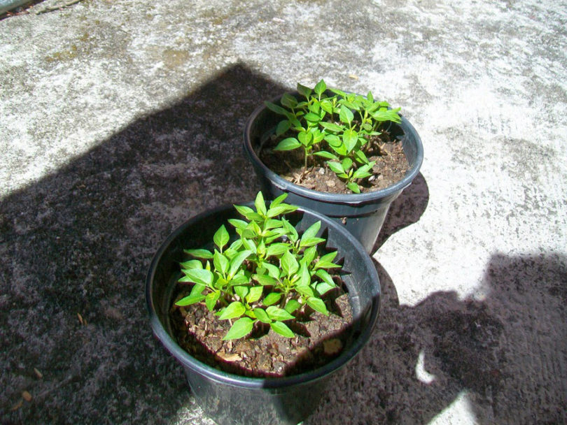 Compostagem Caseira: Nutrição Gratuita e Eficaz - inspiração 1