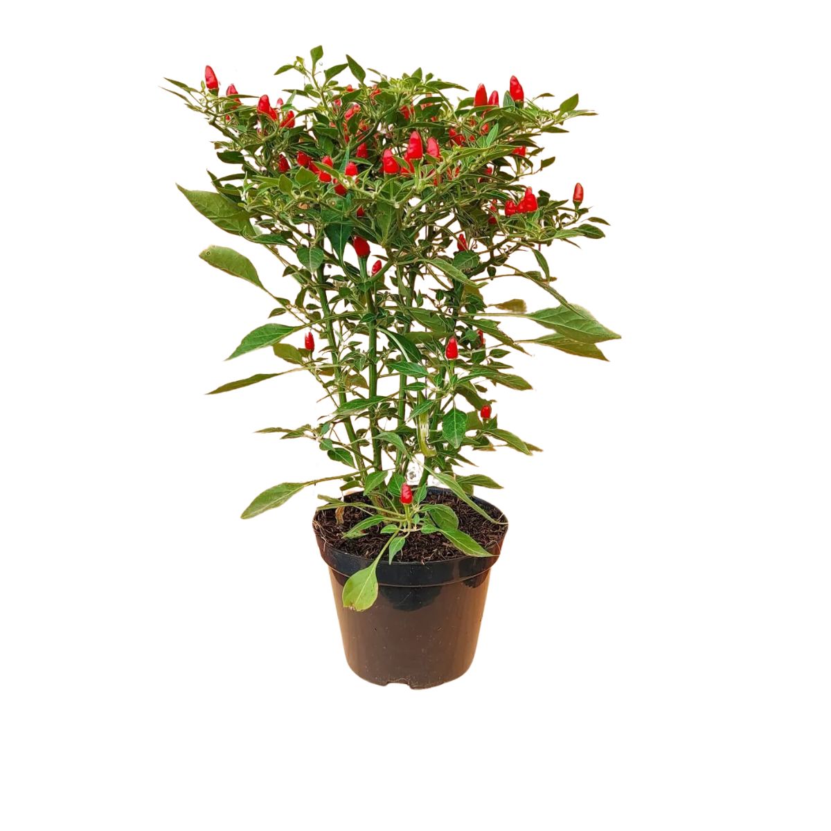 Adubos Minerais: Equilíbrio para um Crescimento Explosivo - inspiração 1