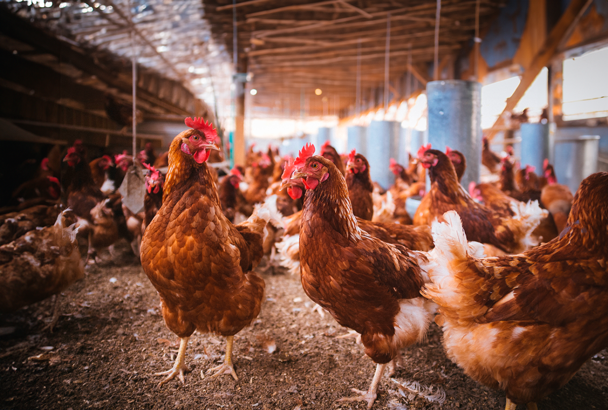 Observando suas aves: Sinais de que a dieta está funcionando - inspiração 2