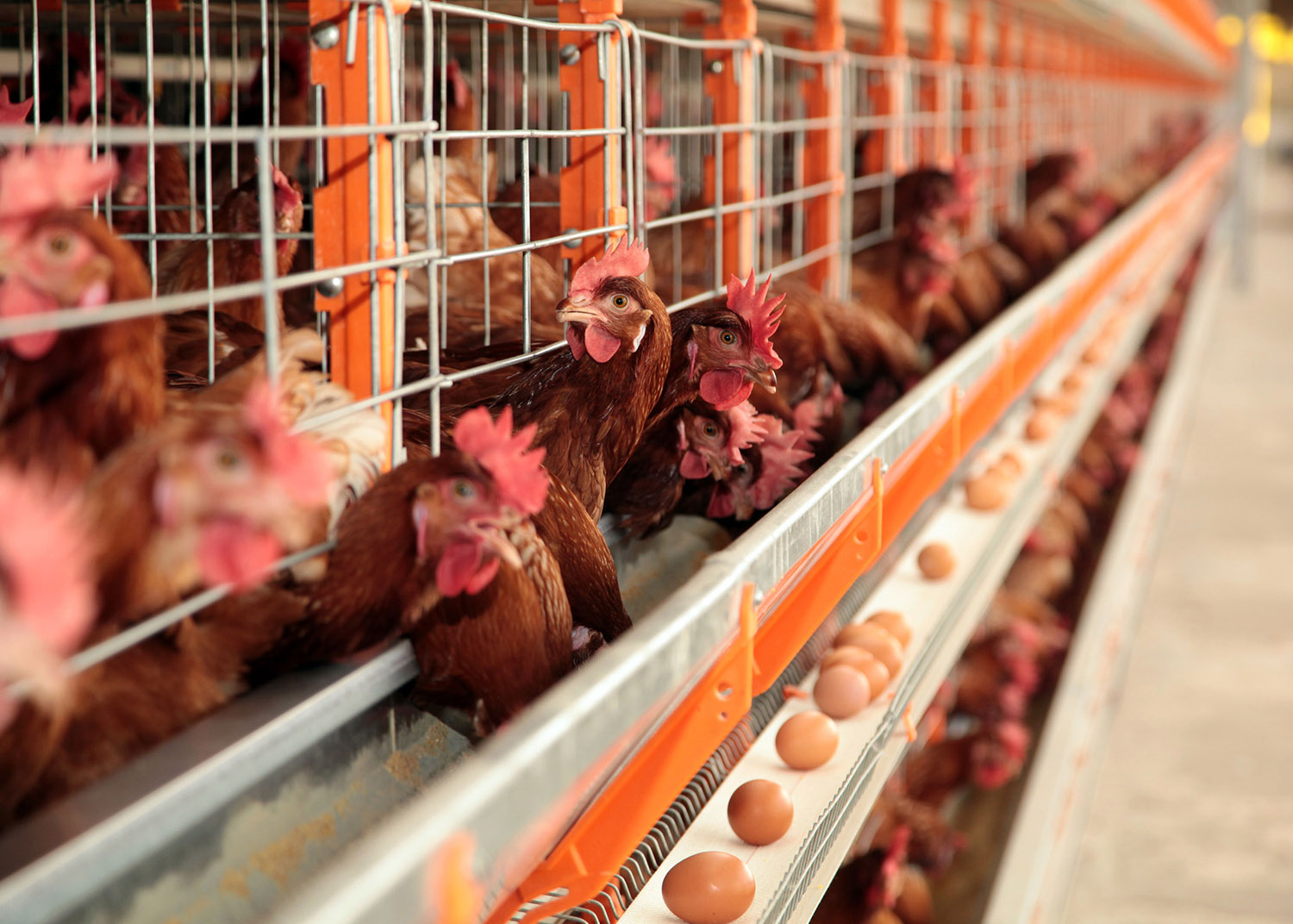 A importância da água fresca e limpa em todas as fases - inspiração 2