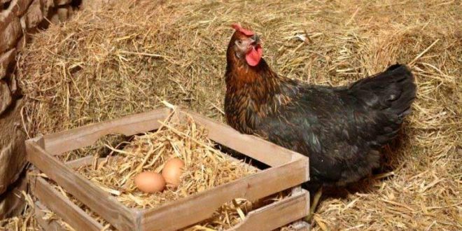 Como adaptar a dieta à idade e à fase de produção - inspiração 1