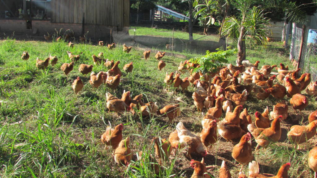 Como adaptar a dieta à idade e à fase de produção - inspiração 2