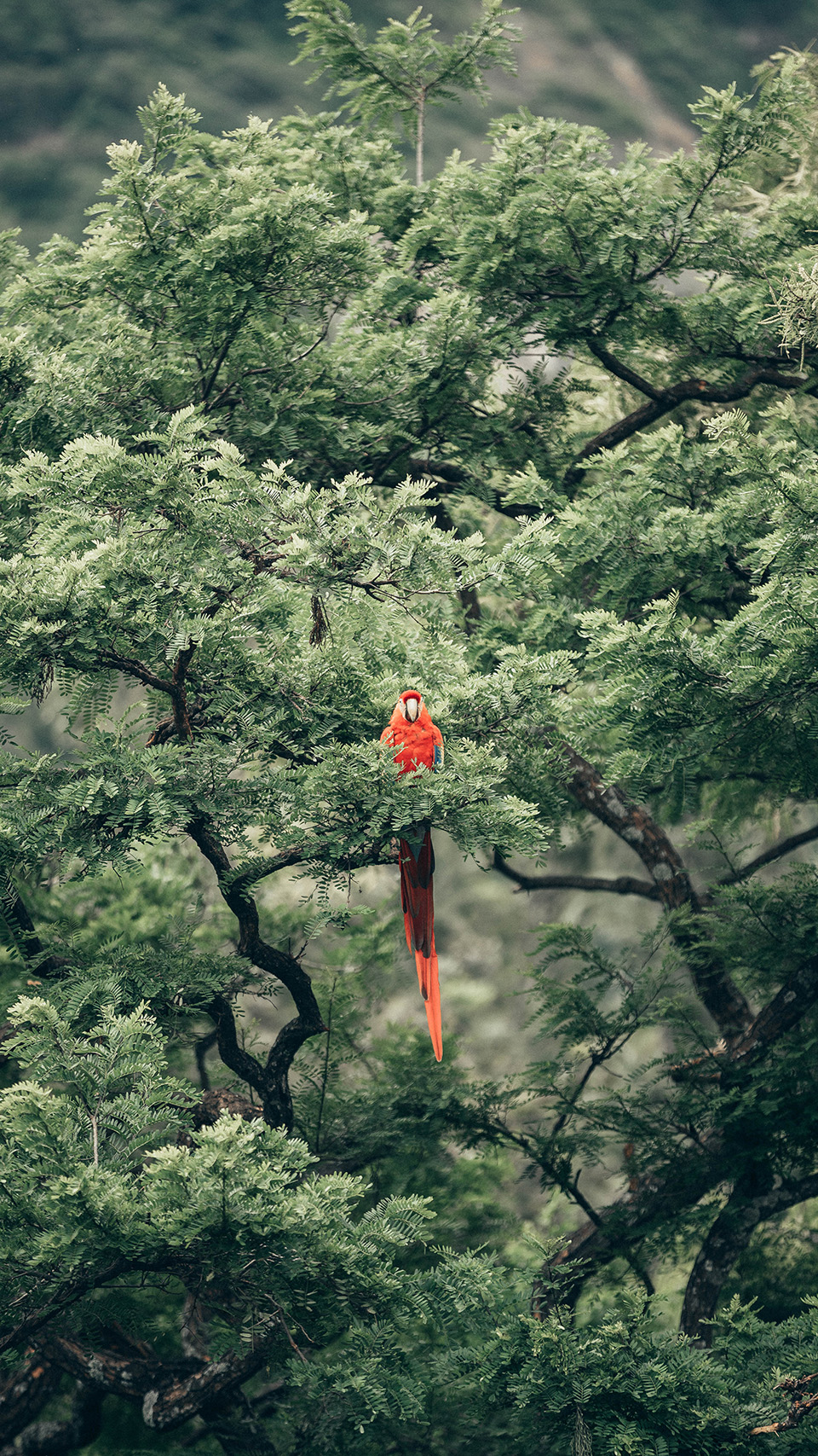 Acesso a Diversos Tipos de Sons Naturais - inspiração 1