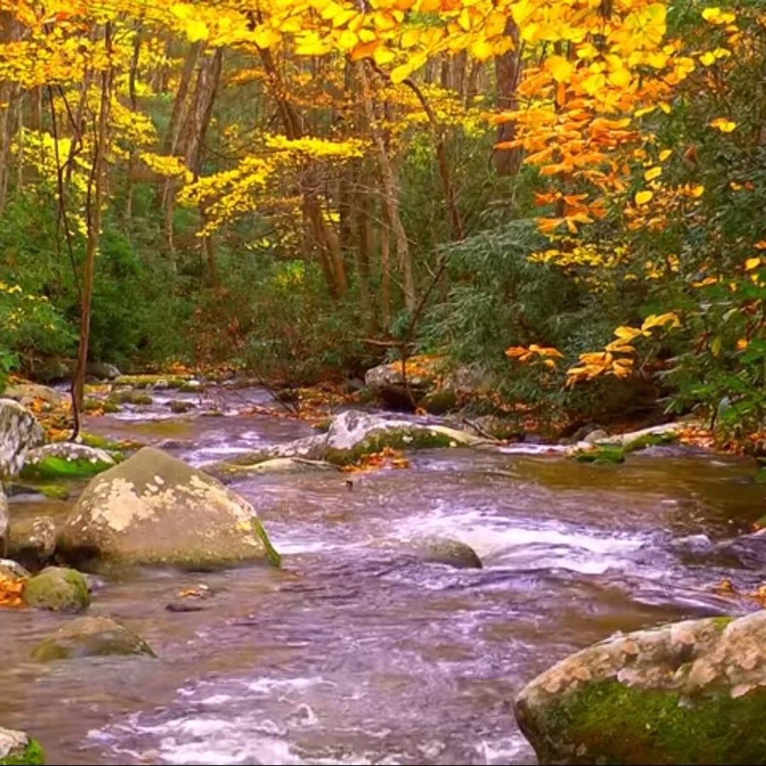 O Efeito Calmante nas Ondas Cerebrais - inspiração 2