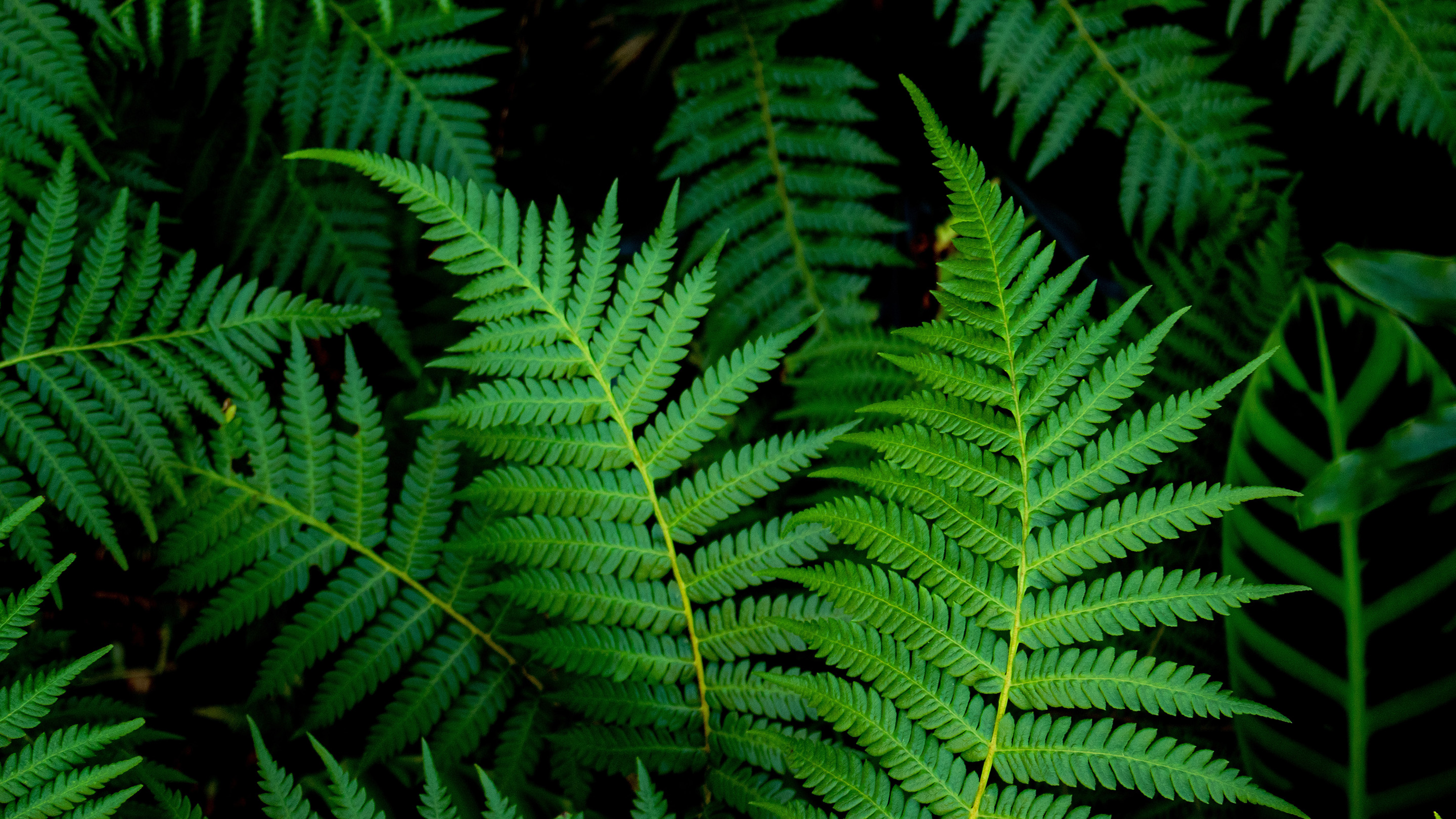 Viagem Mental para Lugares Tranquilos - inspiração 1