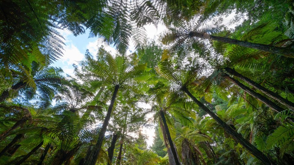 Fortalecimento da Conexão Corpo e Mente - inspiração 2