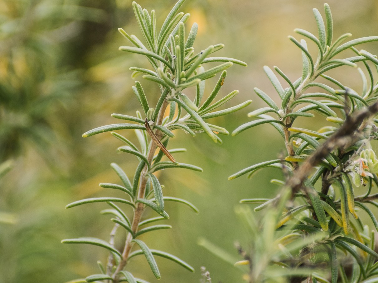 Como Incorporar o Chá de Alecrim na Sua Rotina Diária - inspiração 1