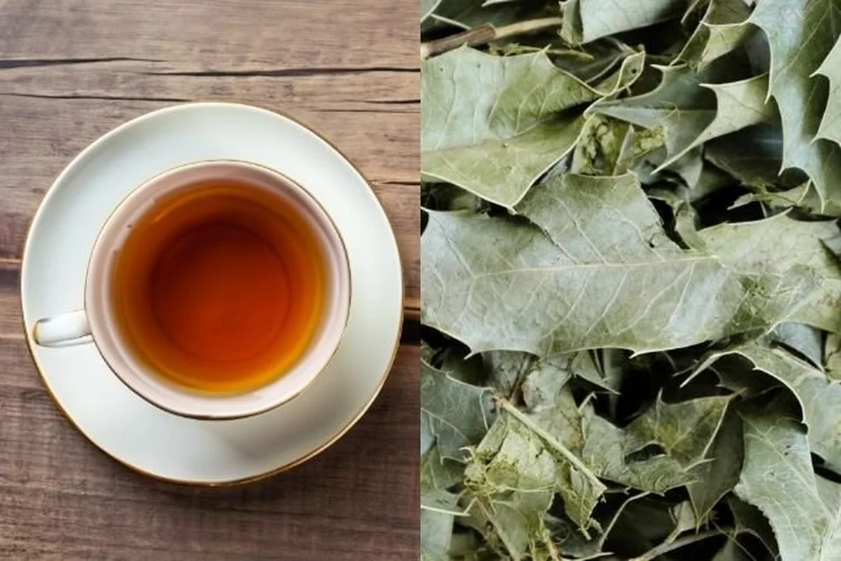 Aliviando Azedume e Queimação com a Espinheira Santa - inspiração 1