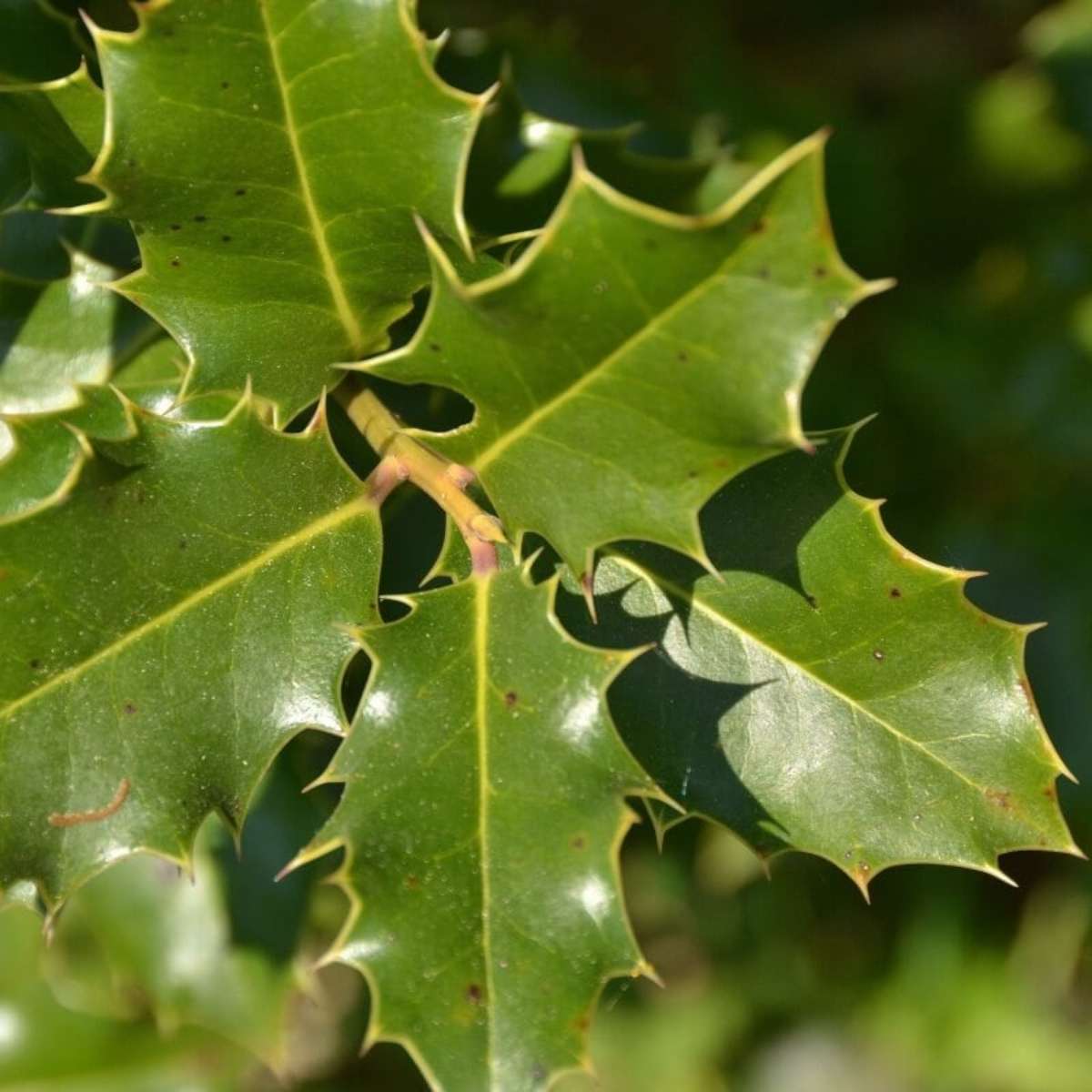 O Poder da Espinheira Santa Contra Gastrite e Úlceras - inspiração 1