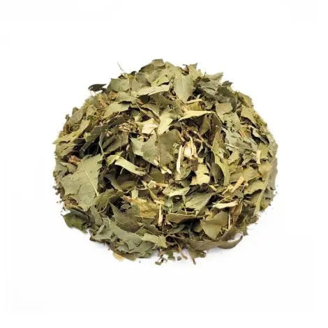 Espinheira Santa e a Proteção da Mucosa Gástrica - inspiração 1