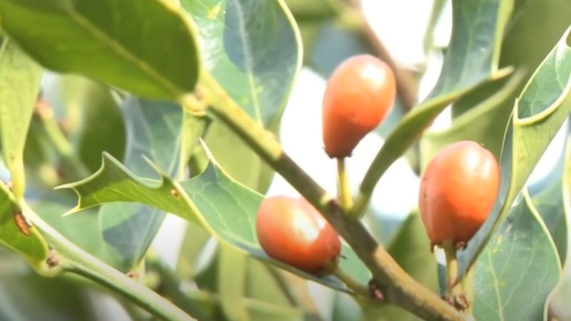 Reduzindo Gases e Inchaço: Um Alívio Efetivo - inspiração 1