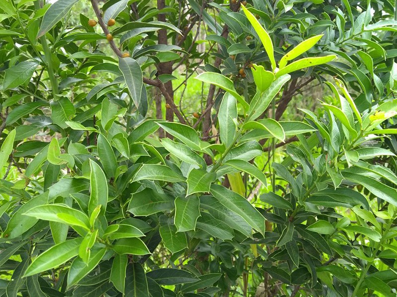 O Papel da Espinheira Santa na Cicatrização Gástrica - inspiração 2