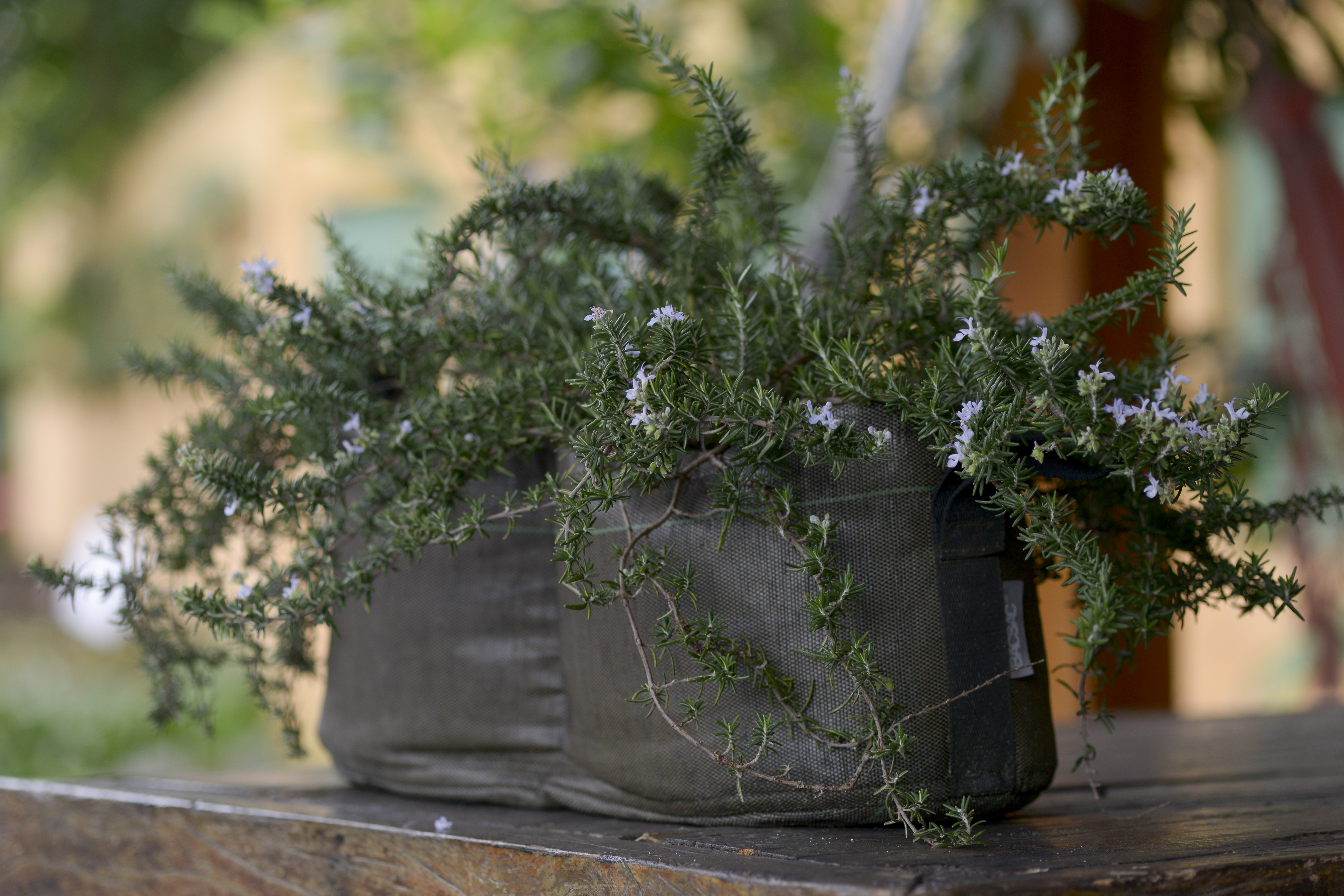 Rega na Medida Certa: Evitando Erros Comuns - inspiração 2