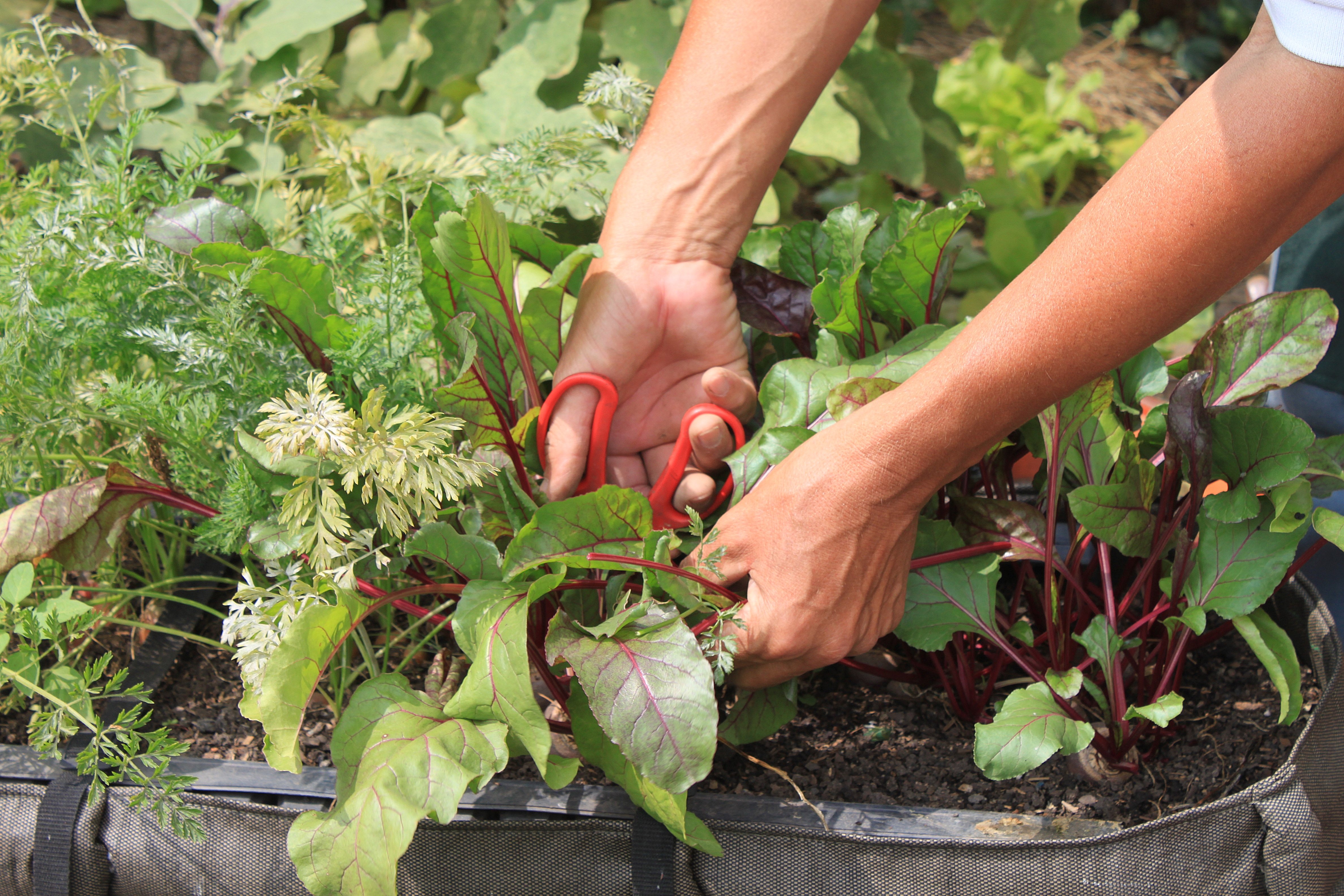 Nutrição Essencial: Adubação para Plantas Felizes - inspiração 1
