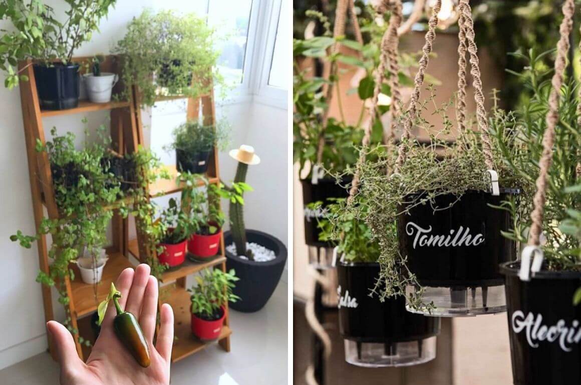 Pragas e Doenças: Como Proteger Seu Cantinho Verde - inspiração 1