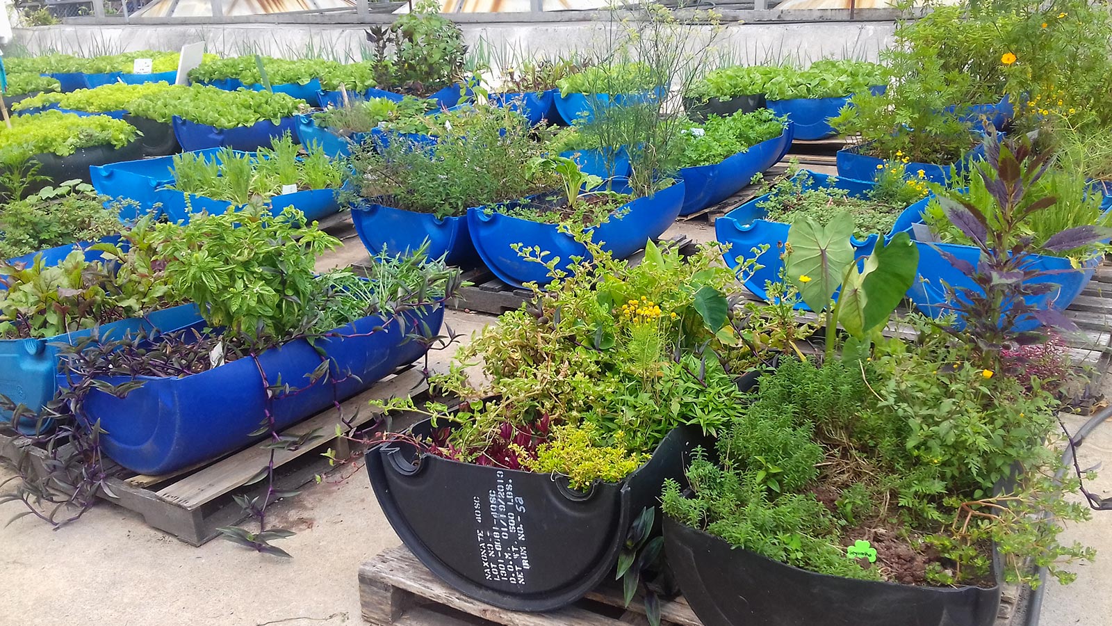 Preparando os recipientes: limpeza e furos essenciais para a saúde das plantas - inspiração 1