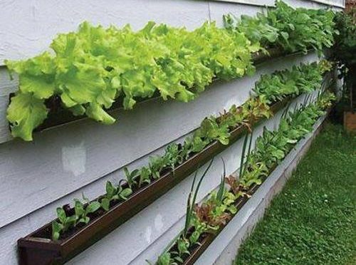 A base para o sucesso: selecionando o substrato ideal para sua horta suspensa - inspiração 2