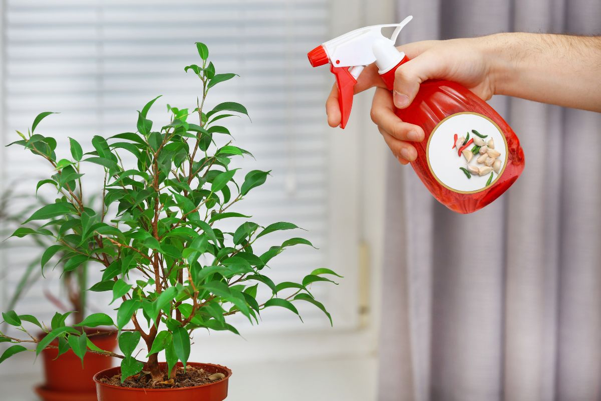 Por que usar alho e pimenta para combater pragas? - inspiração 2